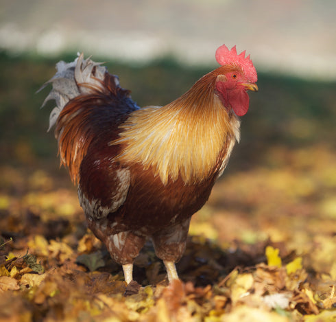 Ricky the Cockerel Art Canvas